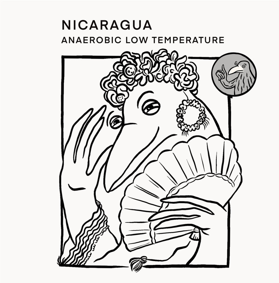 NICARAGUA - Finca Mierisch Yellow Pacamara (Anaerobic Low Temperature)