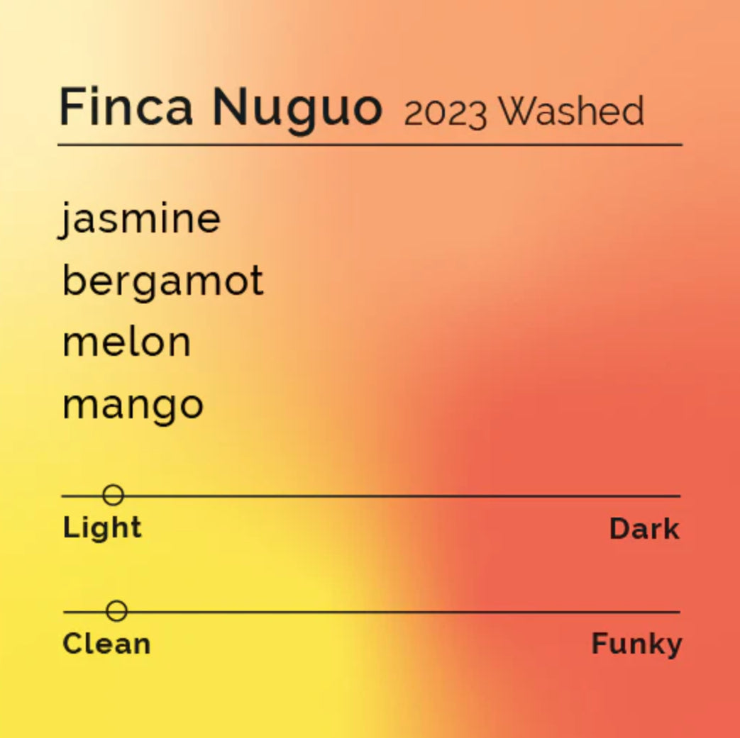 Limited: Finca Nuguo Gesha Set 3 x 50g
