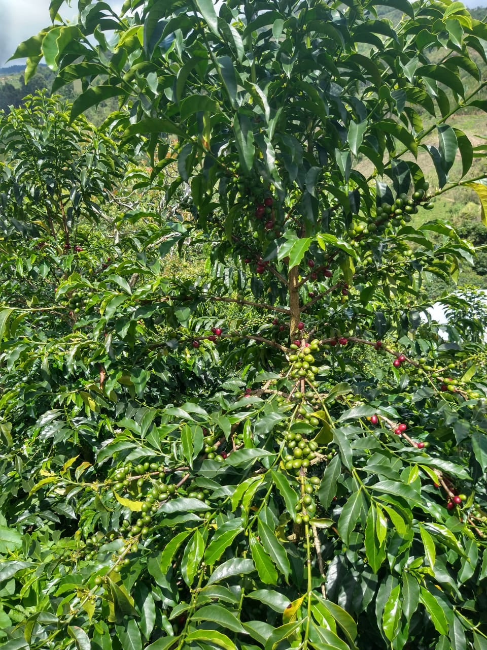 COLOMBIA - Javier Alvear Aji (Washed)