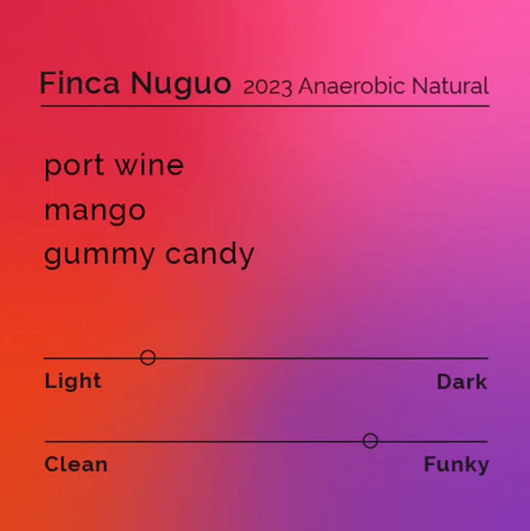 Limited: Finca Nuguo Gesha Set 3 x 50g