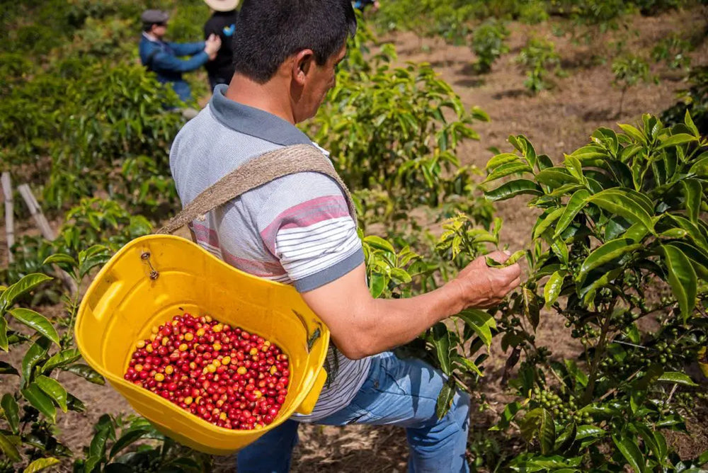 COLOMBIA - El Paraiso Koji Geisha & Pink Bourbon (Koji Supernatural)