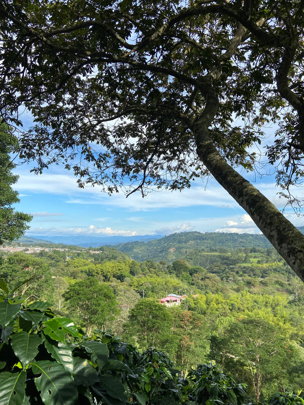 COLOMBIA - Vanilla Waffle Pink Bourbon (Washed)