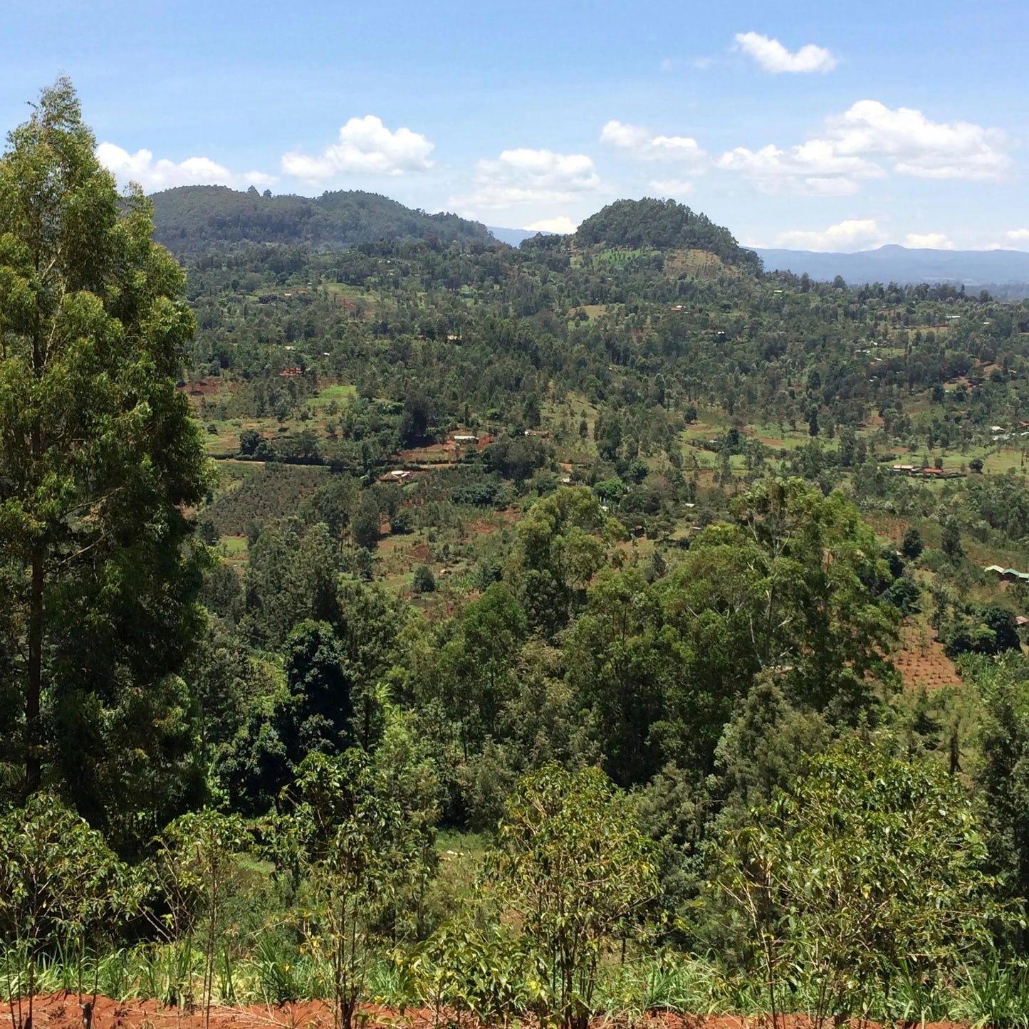 KENYA - Gakuyini AA (Washed)