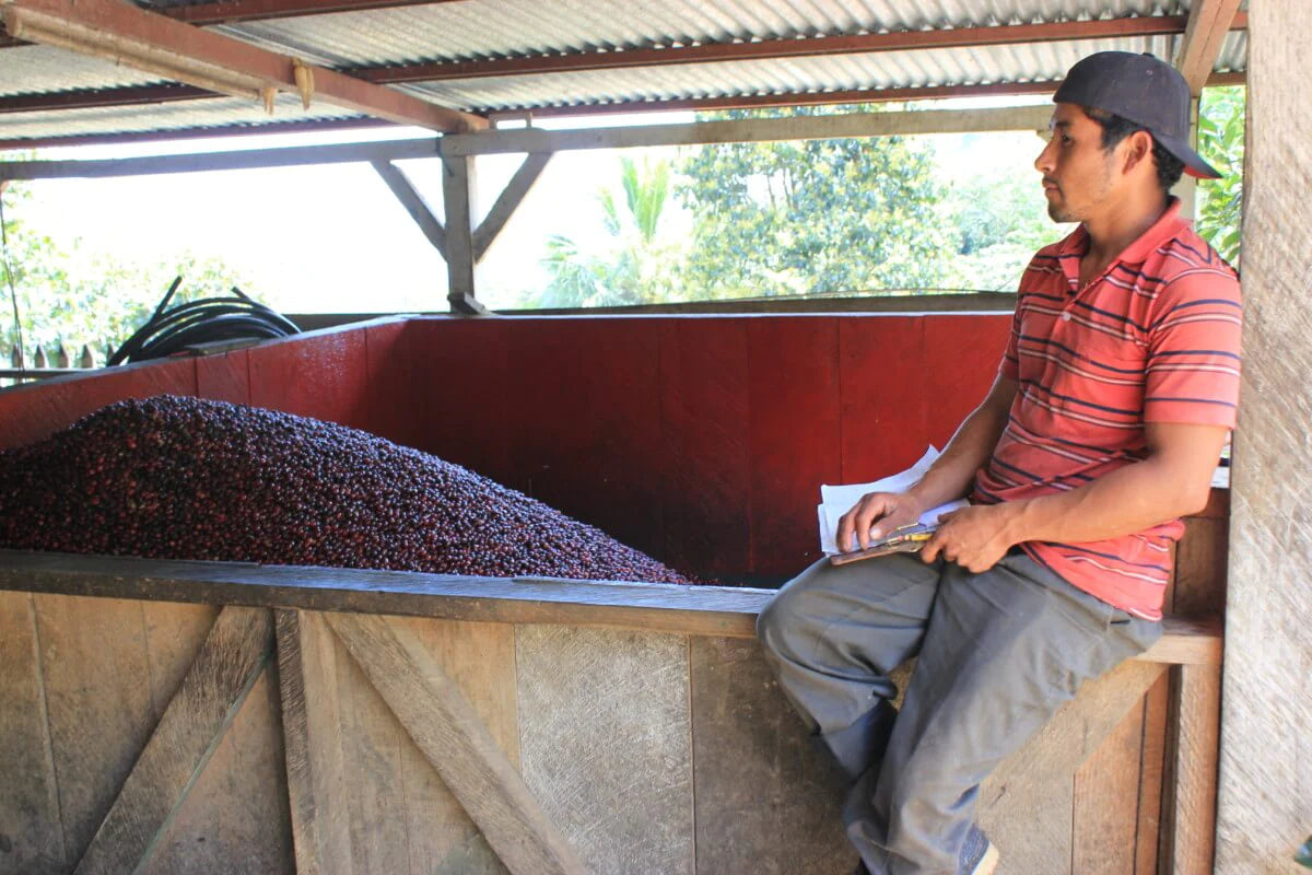 NICARAGUA - El Bosque (Natural)