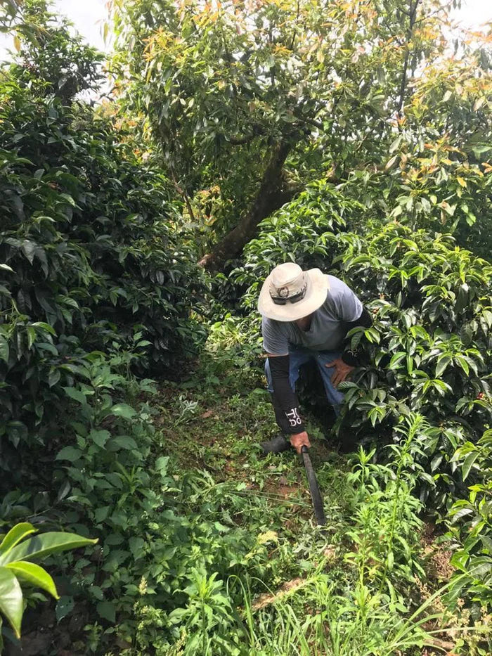 COSTA RICA - Don Mariano SL28 & Geisha (Natural)