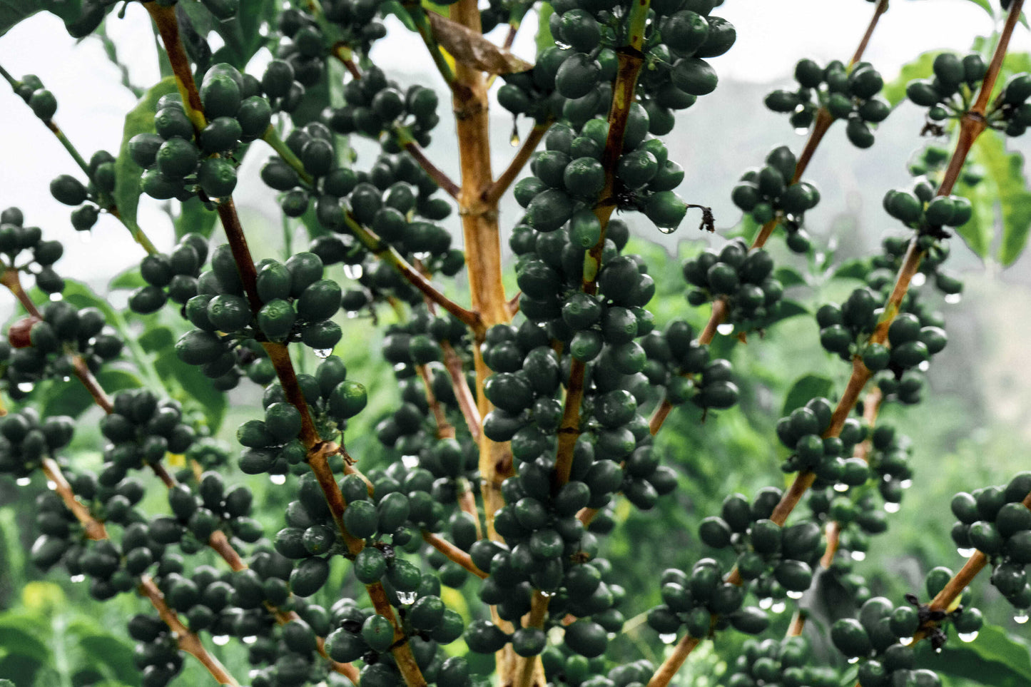 “COMPETICIÓN“ COLOMBIA - Wilder Lazo Maragesgha (Washed Anaerobic)