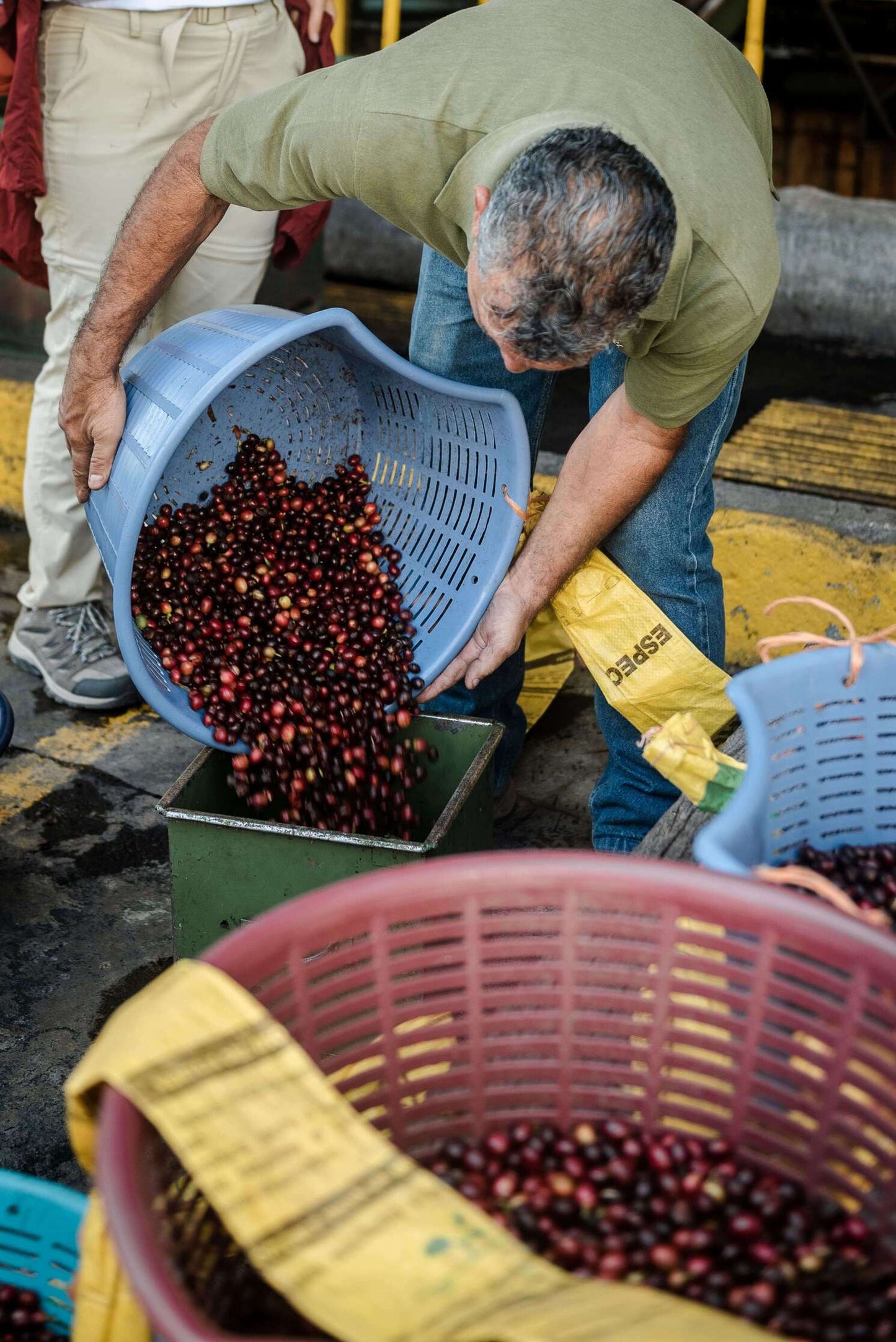 COSTA RICA - Central American Eucalyptus (Co-fermented)