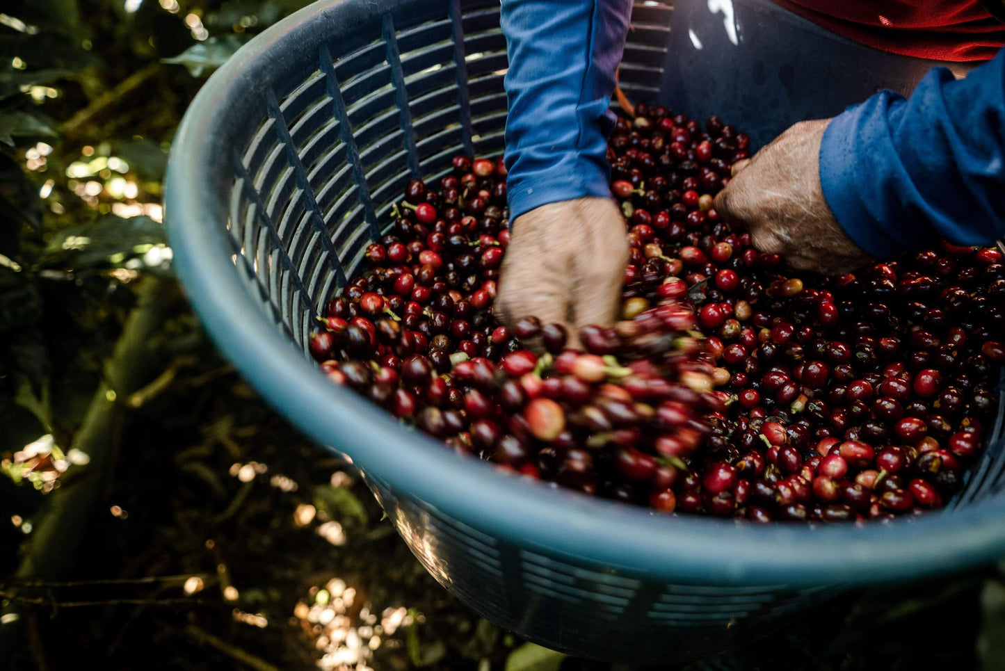COSTA RICA - Central American Eucalyptus (Co-fermented)
