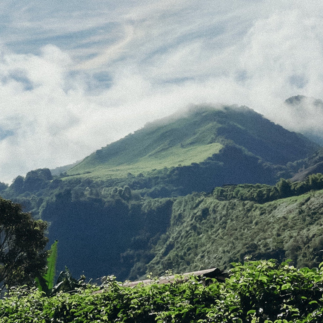 ECUADOR - Pepe Jijon Sydra (Natural)