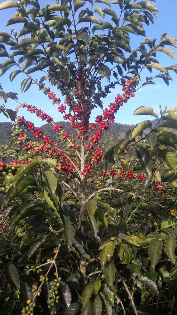 COLOMBIA - Gustavo Acevedo Geisha (Washed)