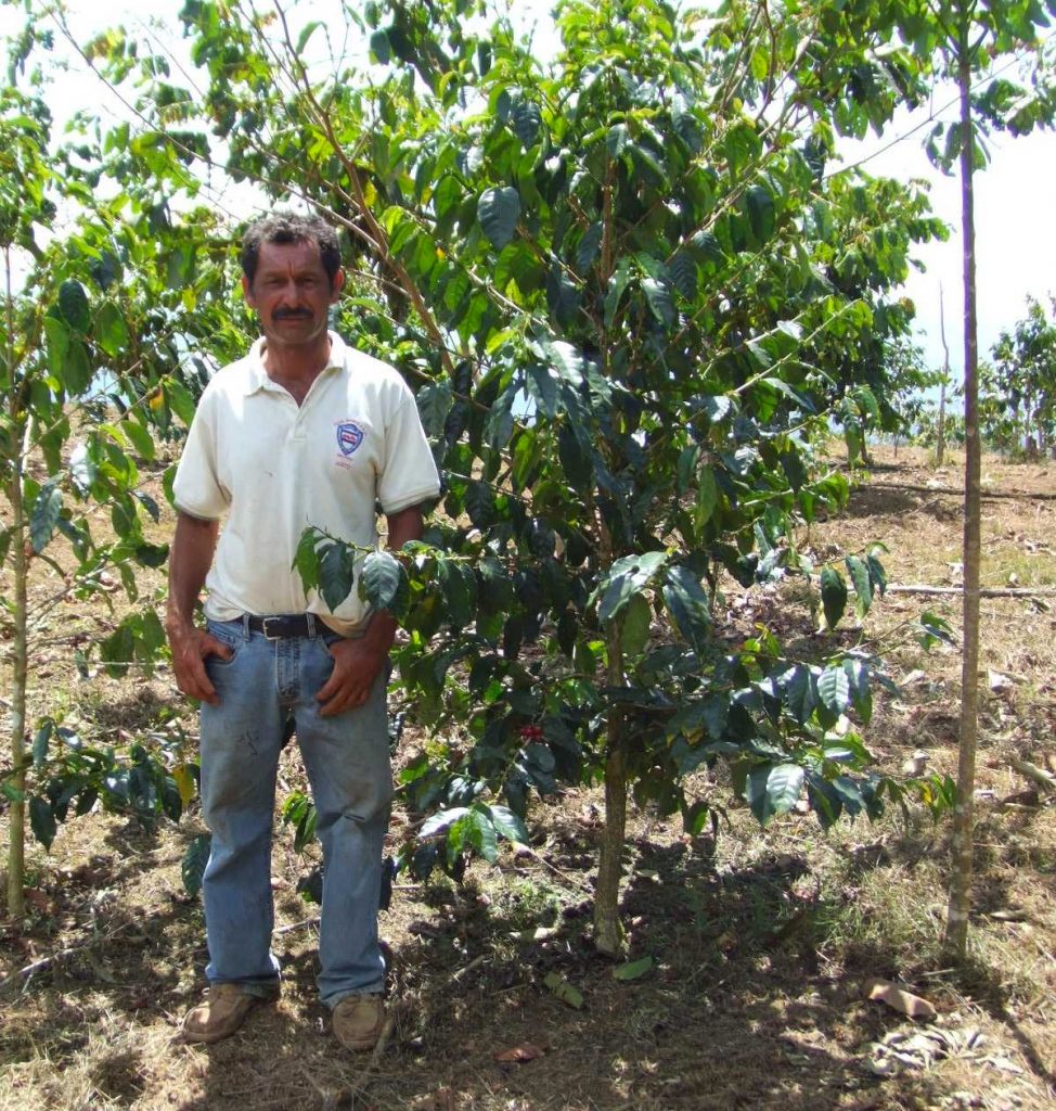 "ANNIVERSARY EXCLUSIVE COFFEE" COSTA RICA - Coffea Diversa Dilla Alghe (Washed)