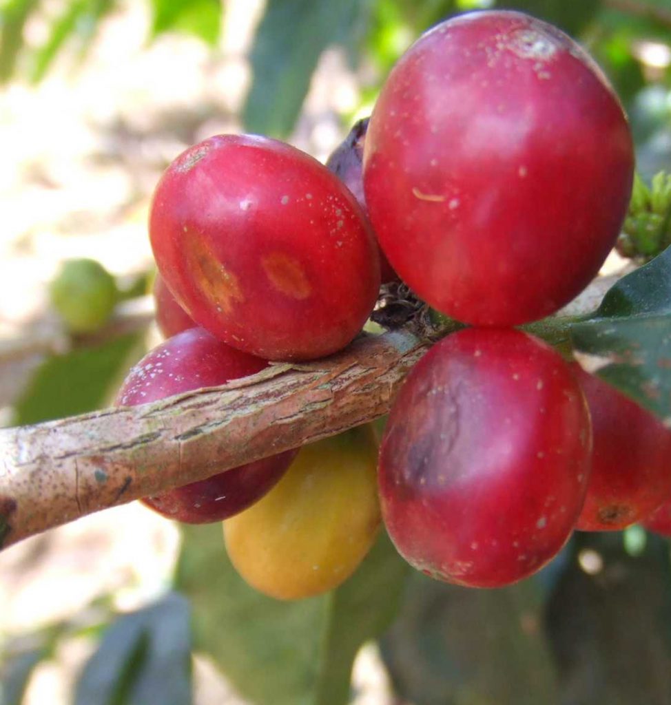 "ANNIVERSARY EXCLUSIVE COFFEE" COSTA RICA - Coffea Diversa Dilla Alghe (Washed)