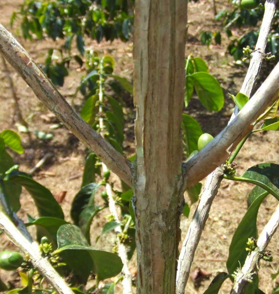 "ANNIVERSARY EXCLUSIVE COFFEE" COSTA RICA - Coffea Diversa Dilla Alghe (Washed)