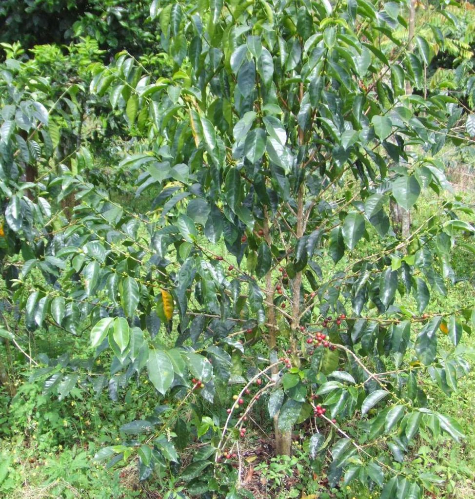 "ANNIVERSARY EXCLUSIVE COFFEE" COSTA RICA - Coffea Diversa Dilla Alghe (Washed)