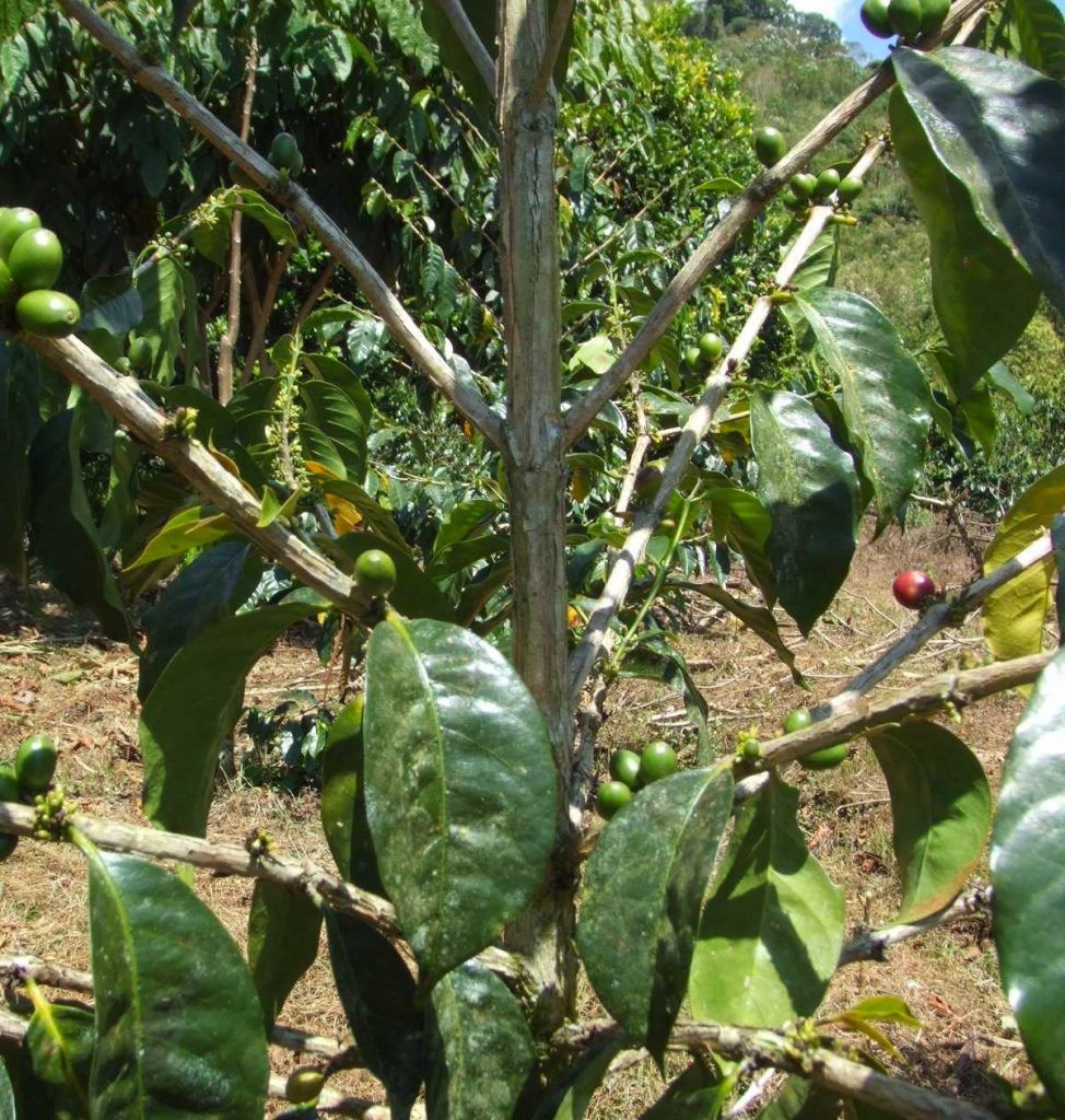 "ANNIVERSARY EXCLUSIVE COFFEE" COSTA RICA - Coffea Diversa Dilla Alghe (Washed)
