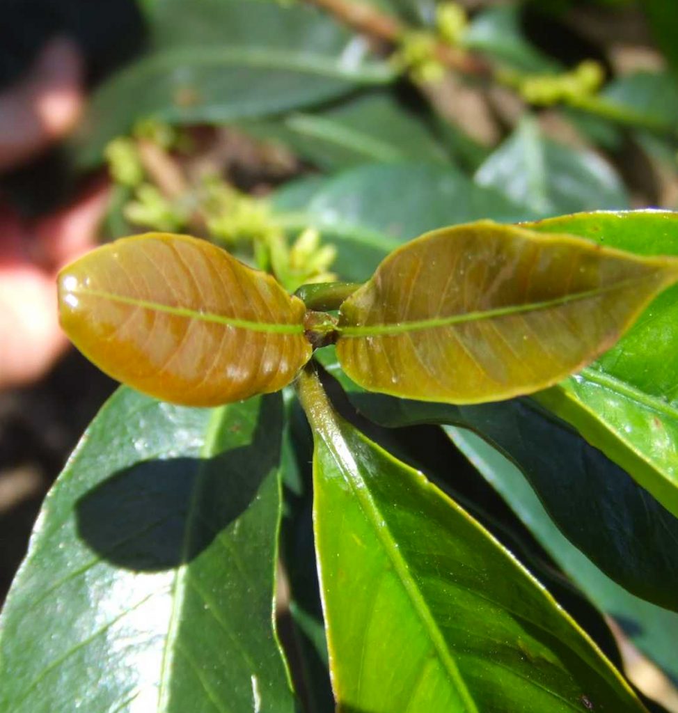 "ANNIVERSARY EXCLUSIVE COFFEE" COSTA RICA - Coffea Diversa Dilla Alghe (Washed)