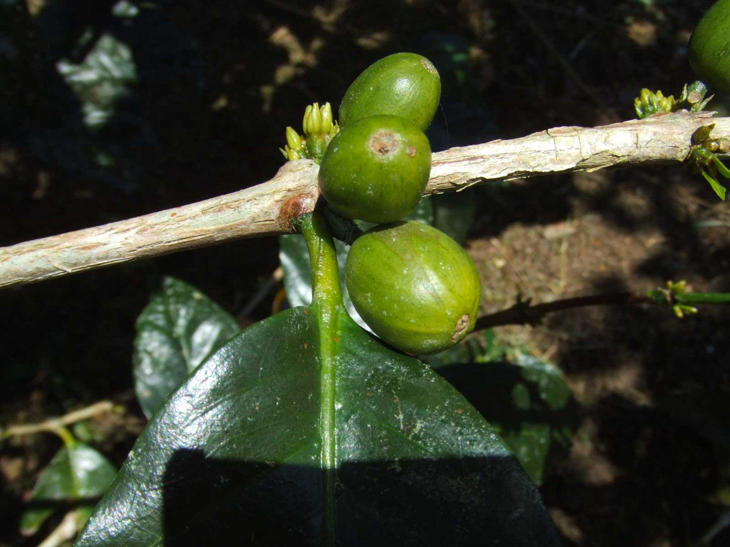 "ANNIVERSARY EXCLUSIVE COFFEE" COSTA RICA - Coffea Diversa Dilla Alghe (Washed)