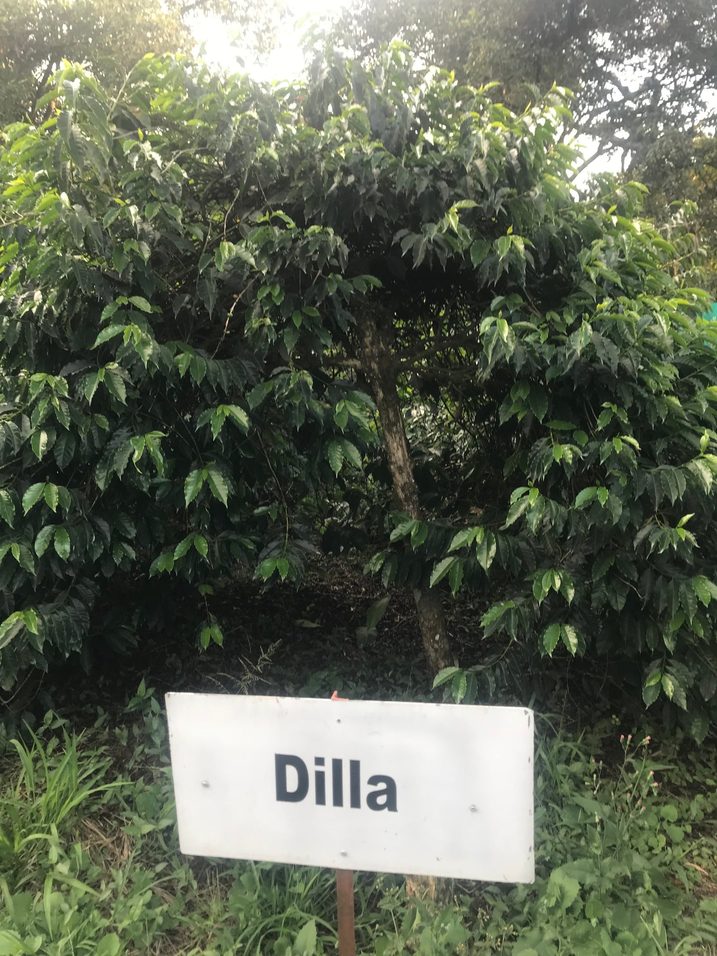 "ANNIVERSARY EXCLUSIVE COFFEE" COSTA RICA - Coffea Diversa Dilla Alghe (Washed)