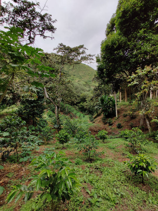 ECUADOR - Finca Soledad Typica Mejorado (JJ Washed)