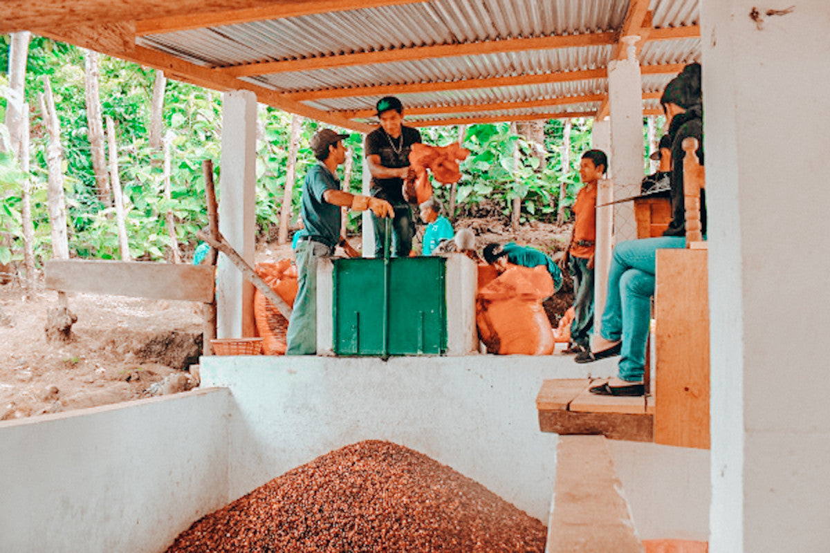 "Cup of Excellence Winning Farm" GUATEMALA - El Zapote Geisha (Washed)