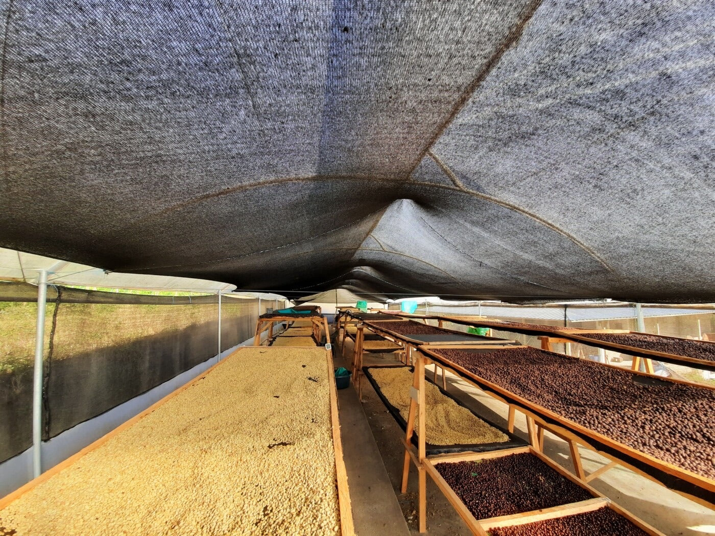 "LIMITED EDITION" ECUADOR - La Florida Typica (Carbonic Maceration)