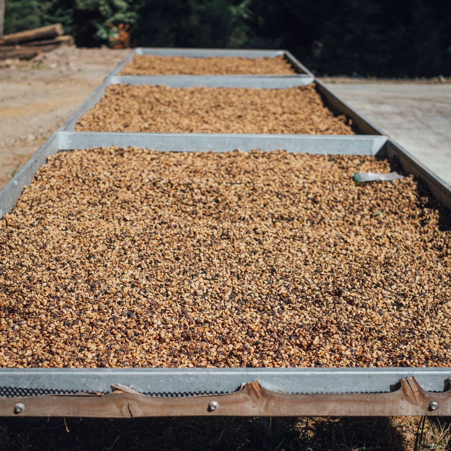 COSTA RICA - Volcan Azul Typica 2021 Vintage (Anaerobic Natural)