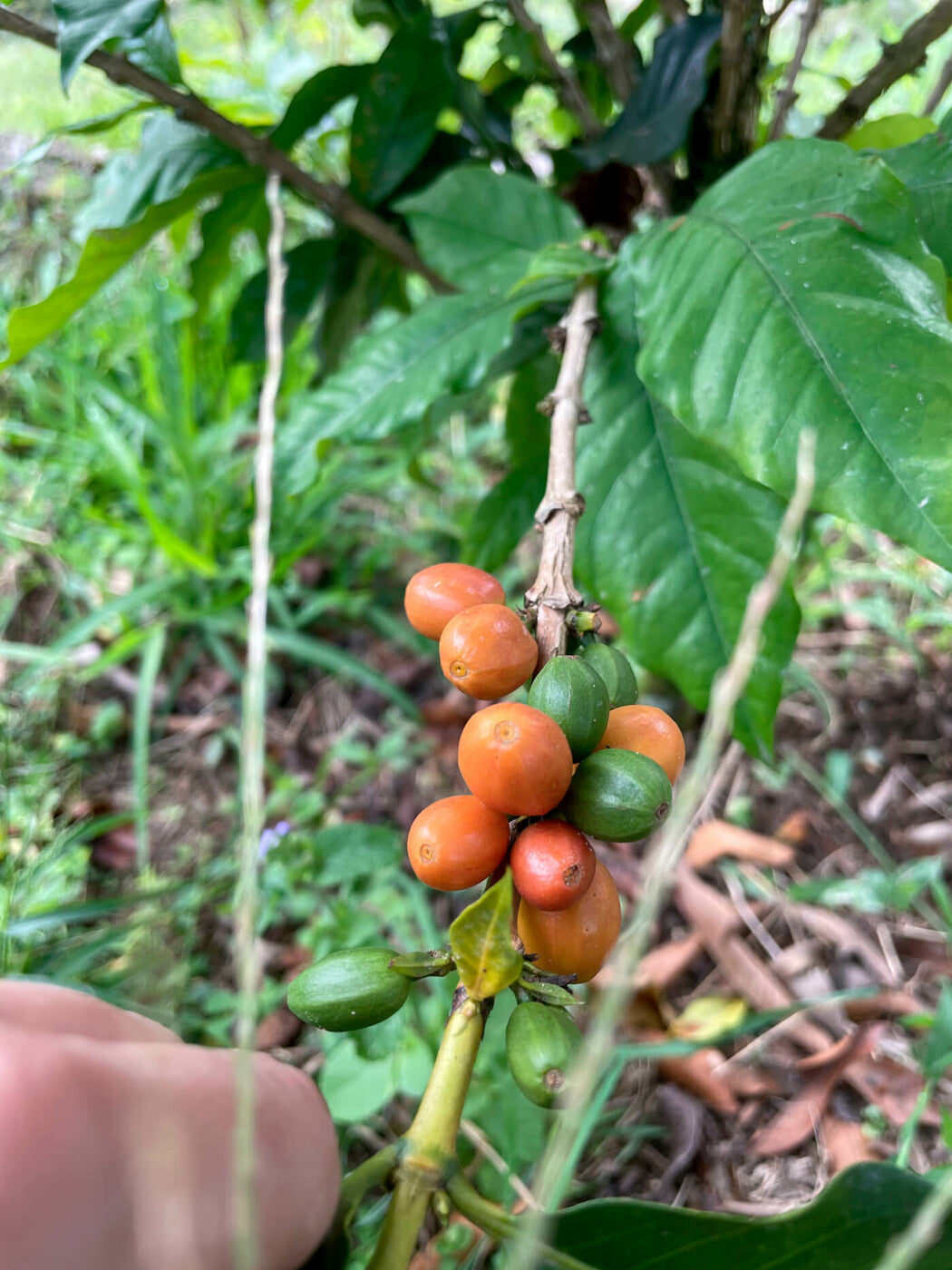 "COMPETICIÓN" COLOMBIA - Pink Lazo (Natural Anaerobic)