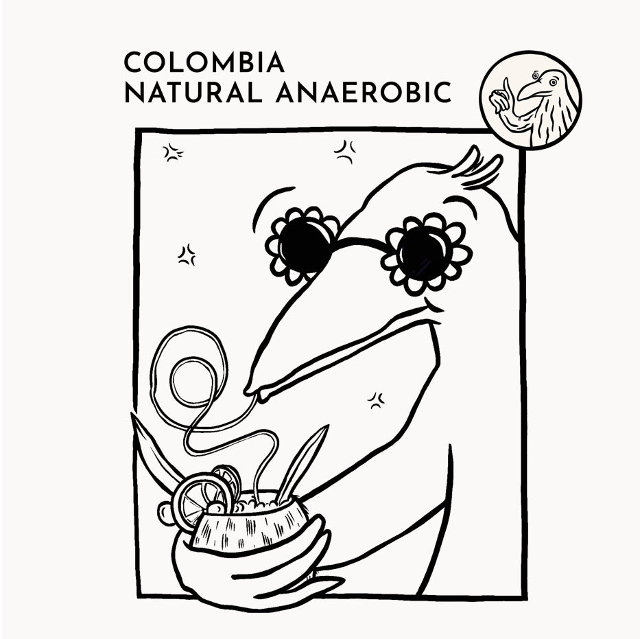 COLOMBIA - Wilder Lasso Pink Bourbon (Koji Natural Anaerobic)