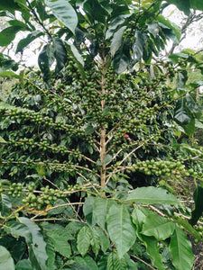 INDONESIA - Supriyanto Laruina Omni for Espresso & Filter (Natural Anaerobic)