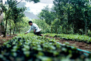 INDONESIA - Supriyanto Laruina Omni for Espresso & Filter (Natural Anaerobic)