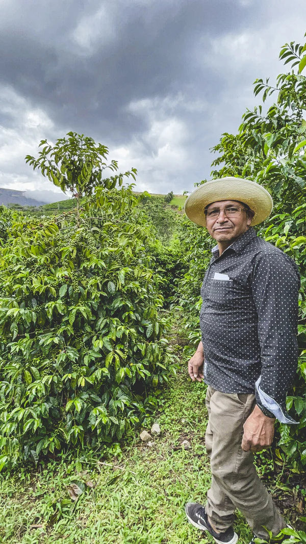 ECUADOR - Abel Salinas Mejorado (Washed)