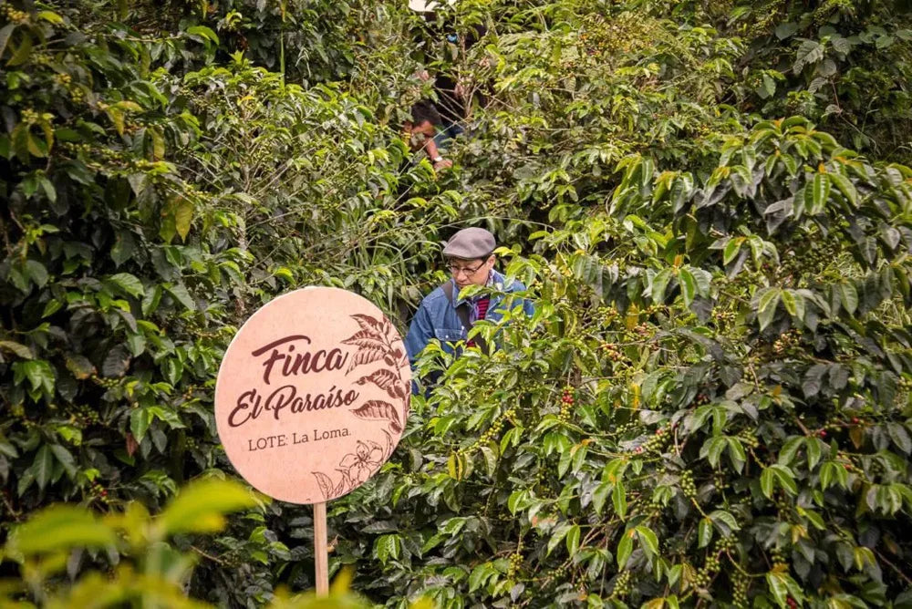 COLOMBIA - El Paraiso Koji Geisha & Pink Bourbon (Koji Supernatural)