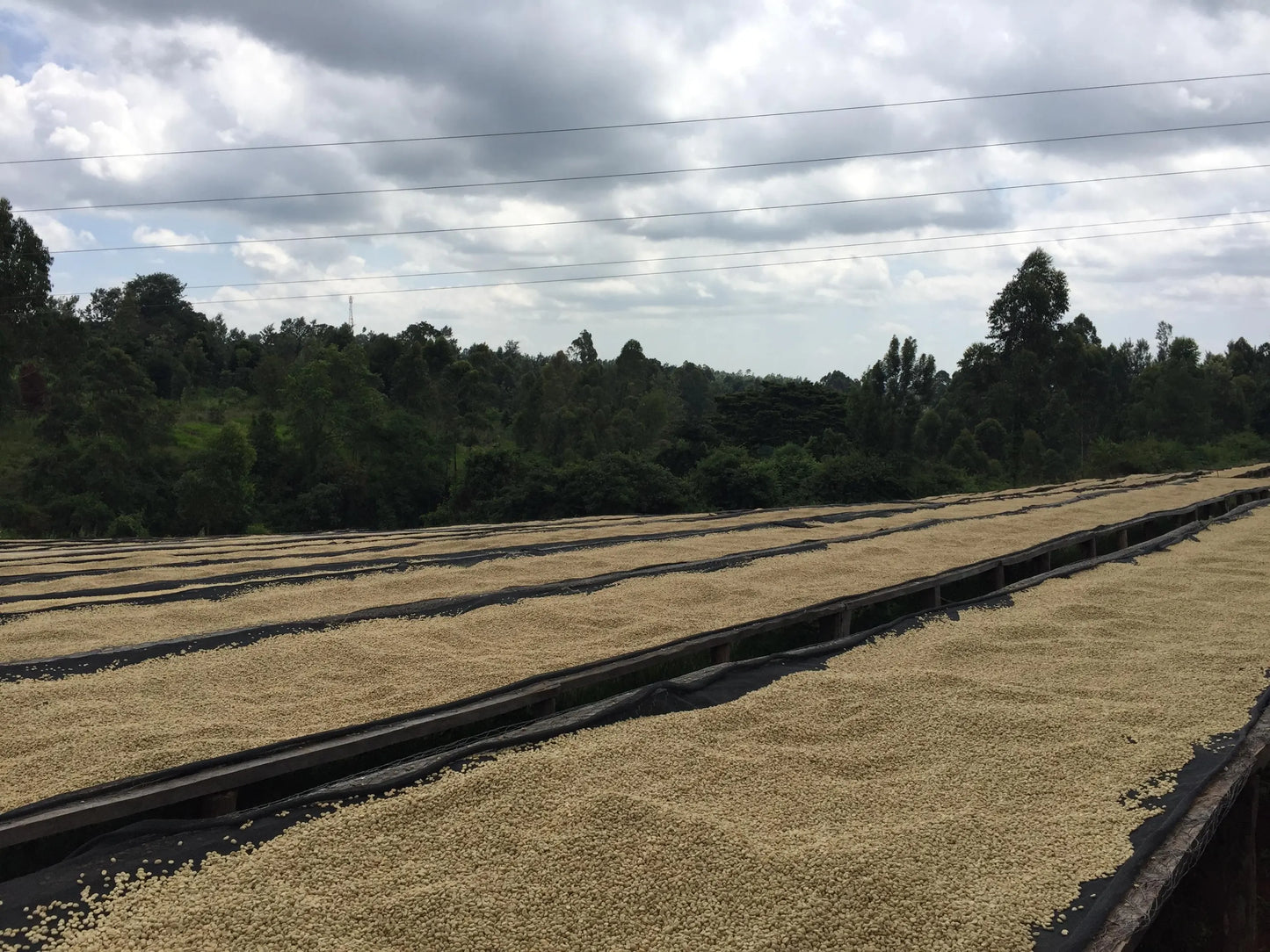 KENYA - Gakuyini AA (Washed)