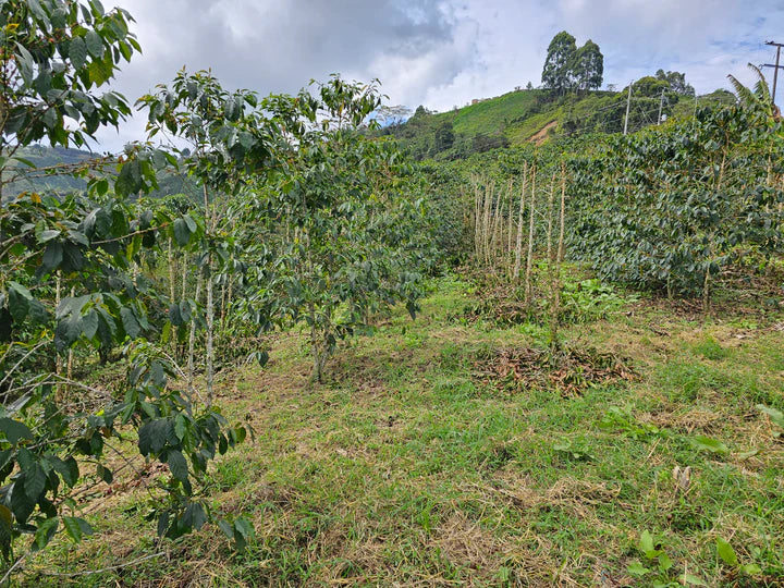 COLOMBIA - Las Flores Java (Anaerobic Washed)