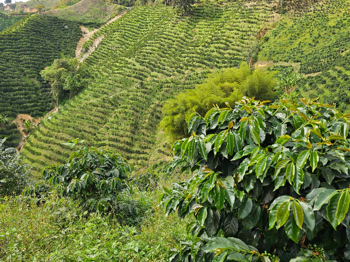 COLOMBIA - Las Flores Java (Anaerobic Washed)