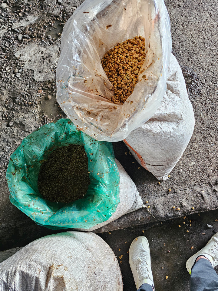 COLOMBIA - Las Flores Java (Anaerobic Washed)