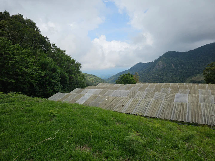 PANAMA - Pocho Gallardo Jurutungo Geisha (Anaerobic Natural)