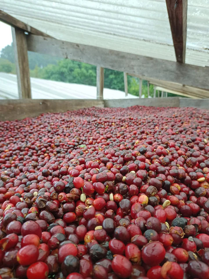 PANAMA - Pocho Gallardo Jurutungo Geisha (Anaerobic Natural)