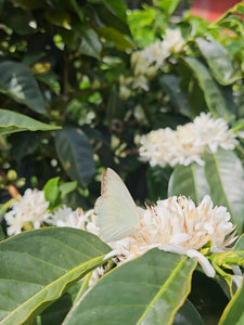 PANAMA - Pocho Gallardo Jurutungo Geisha (Anaerobic Natural)