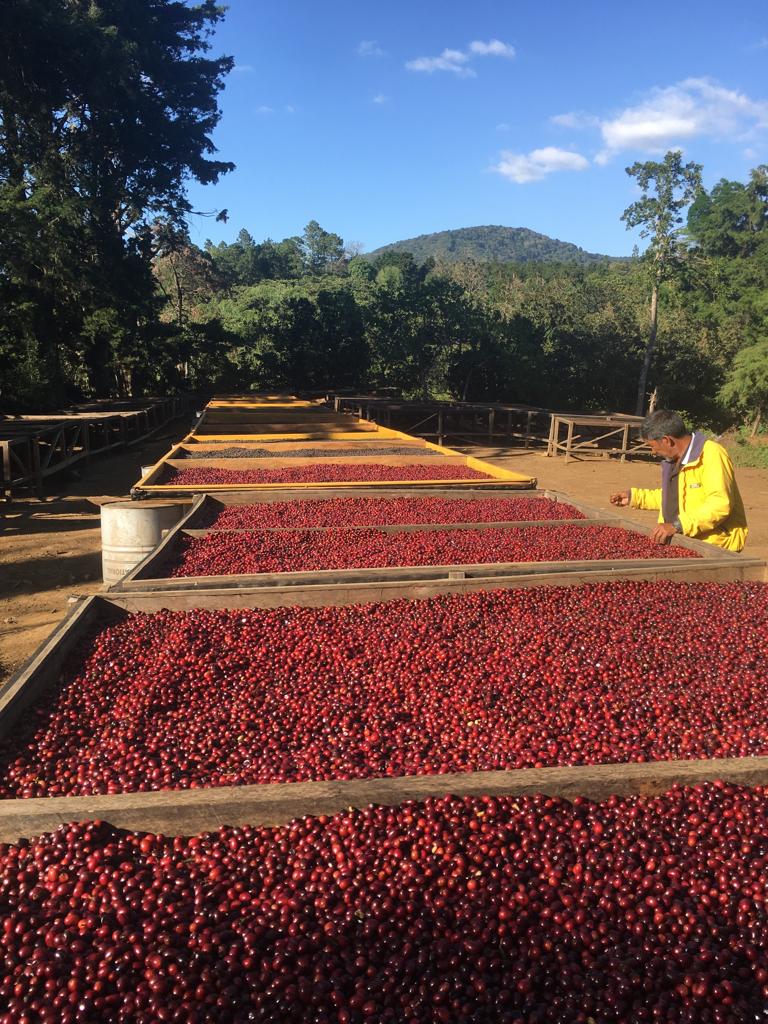 EL SALVADOR - Los Azacuanes Geisha (Double Fermentation Natural)