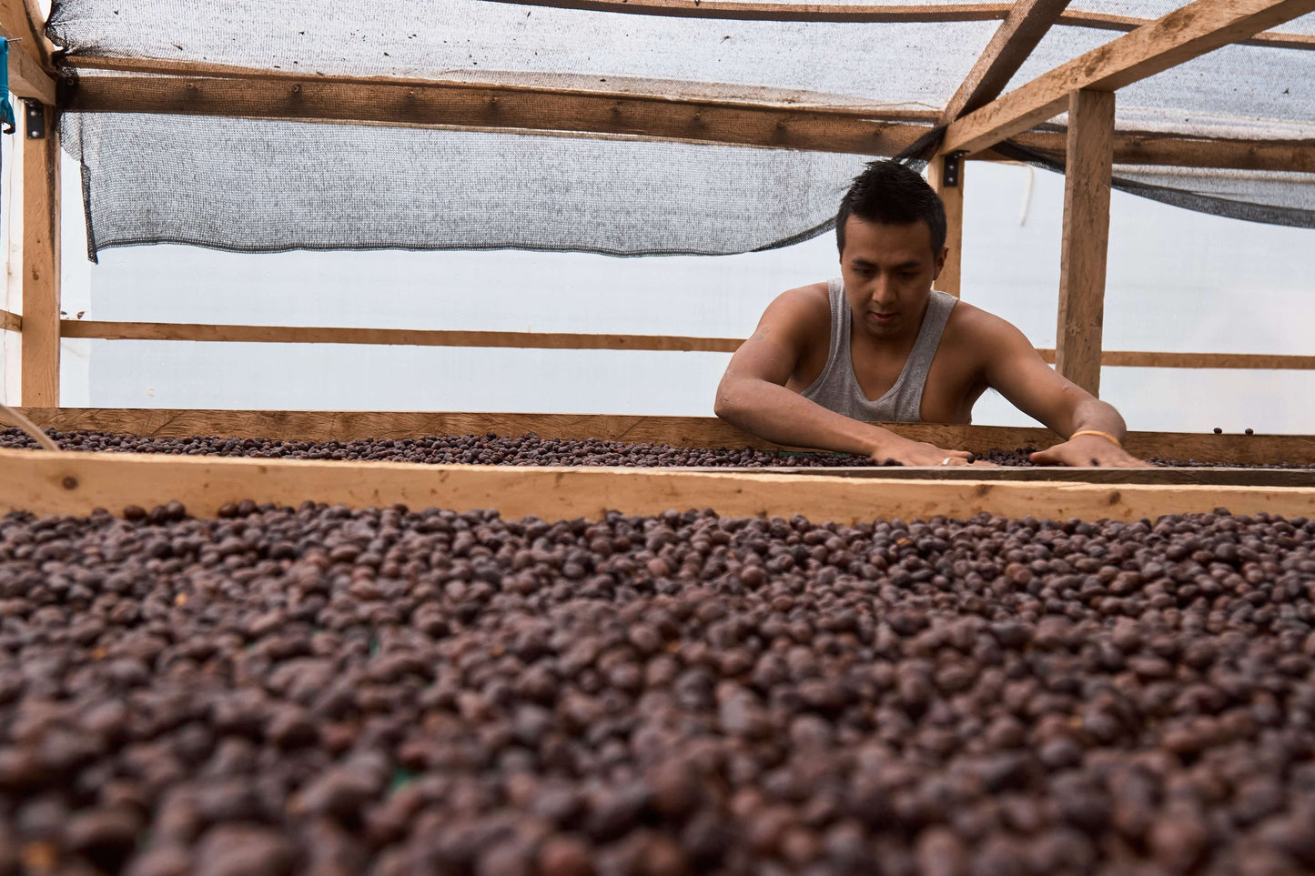ECUADOR - Santa Gertrudis Caturra (Anaerobic Natural Slow Dry)