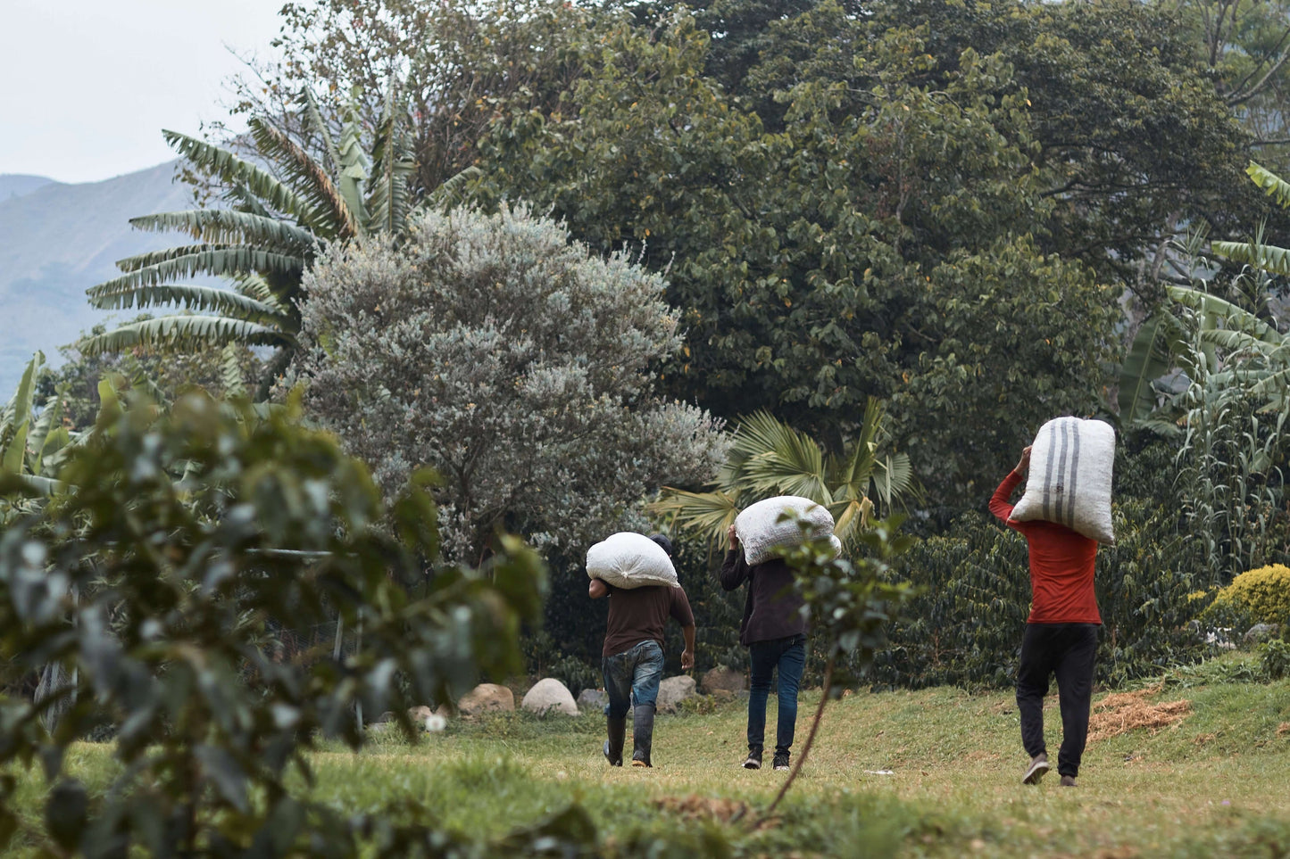 ECUADOR - Santa Gertrudis Caturra (Anaerobic Natural Slow Dry)