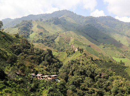 COLOMBIA - La Esperanza Caturra & Colombia (Washed)