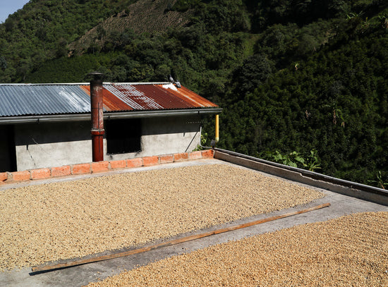 COLOMBIA - La Esperanza Caturra & Colombia (Washed)