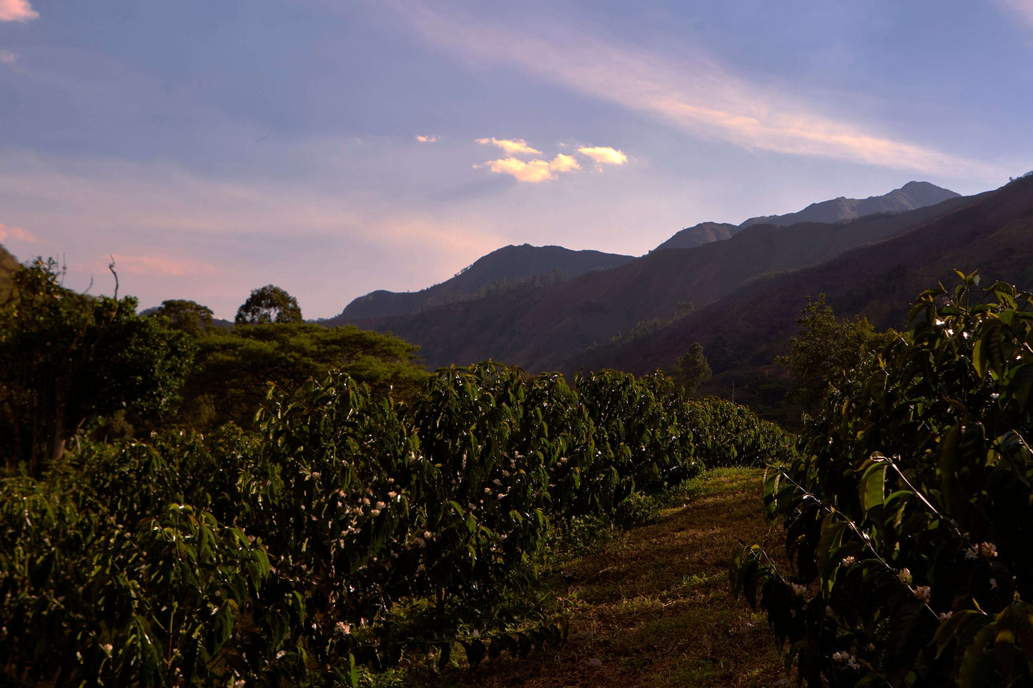 ECUADOR - Santa Gertrudis Caturra (Anaerobic Natural Slow Dry)