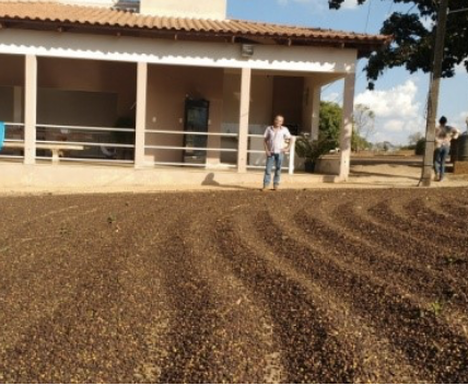 "Cerrado Auction #1 Winning Lot" BRAZIL - Agilmar Ferreira Pinto Topazio (Fermented Natural)