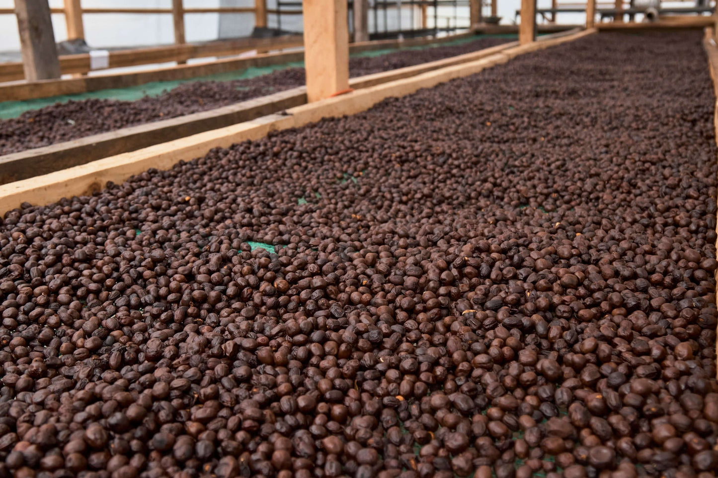 ECUADOR - Santa Gertrudis Caturra (Anaerobic Natural Slow Dry)