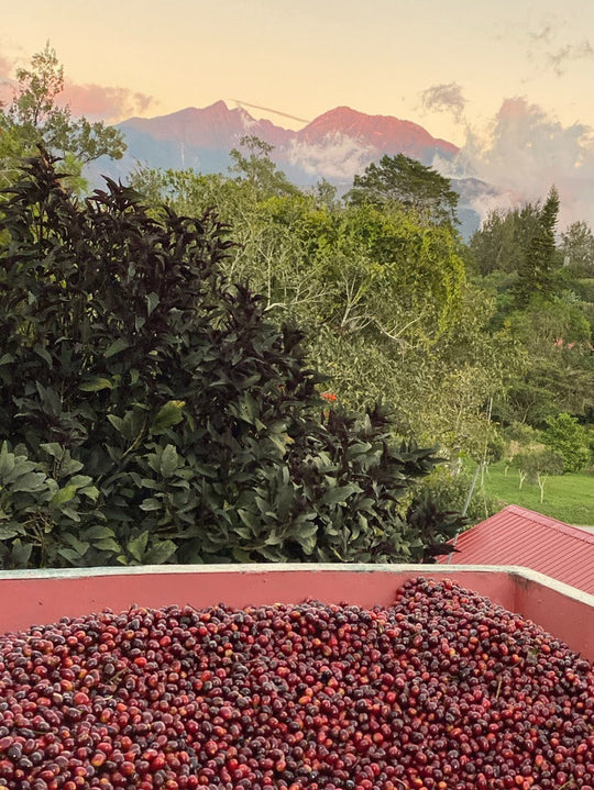 "LIMITED" PANAMA - Janson Geisha #600 (Washed)